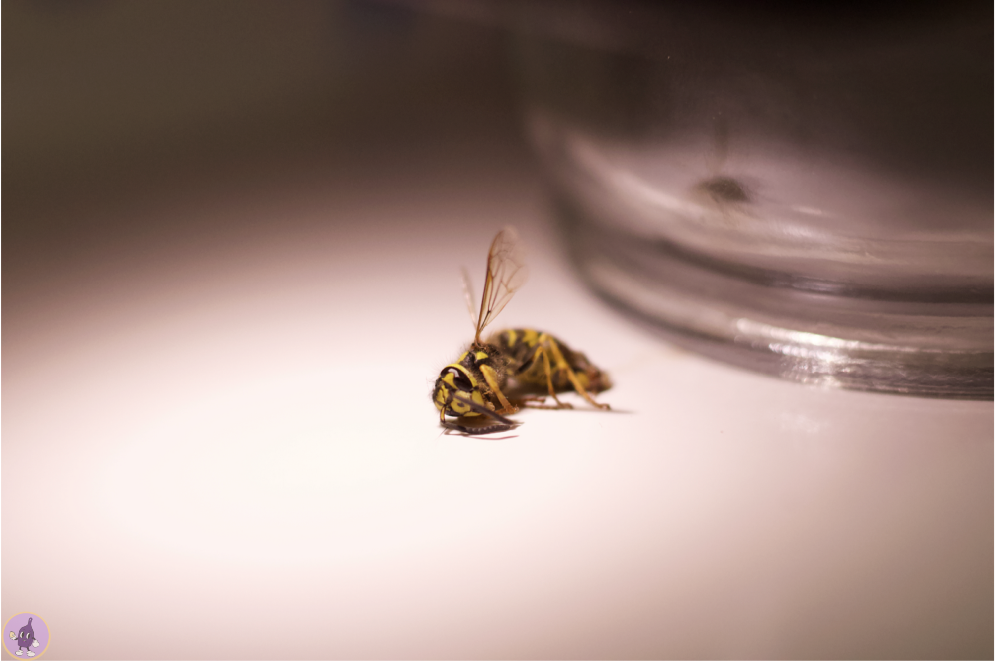 The corpse of a wasp decaying away while still producing wonder in the eyes of those who are willing to look.